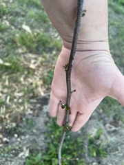 Malus ioensis texana