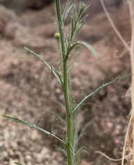 Xanthisma spinulosum pinnatifida