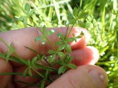 Galium propinquum