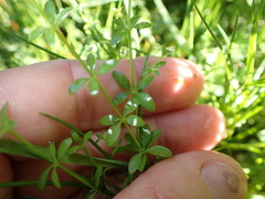 Galium propinquum