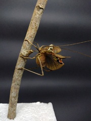 Ommatoptera