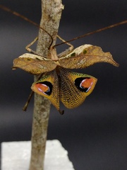 Ommatoptera