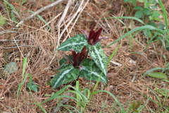 Trillium underwoodii