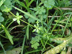 Galium propinquum