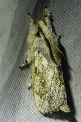 Porela