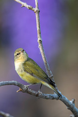 Leiothlypis peregrina