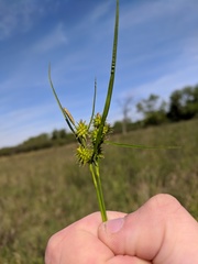 Carex flava