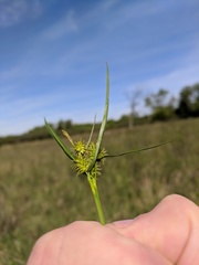 Carex flava