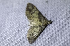 Mnesiloba eupitheciata