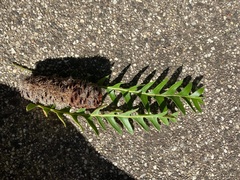 Banksia grandis