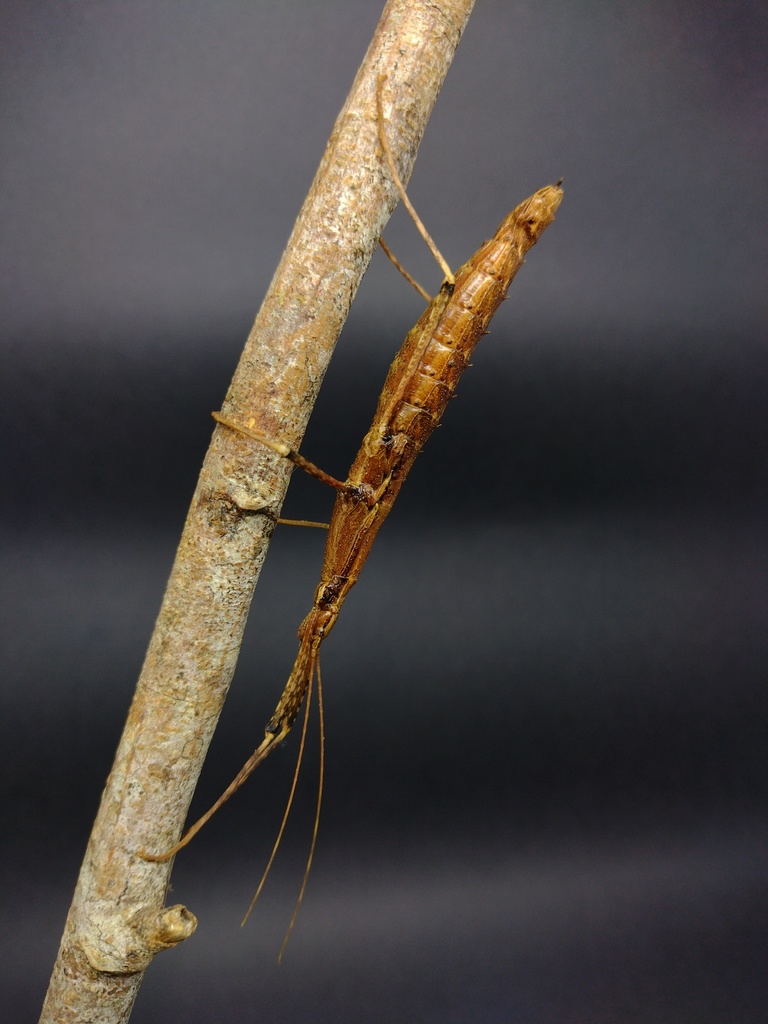 Urucumania intervalica
