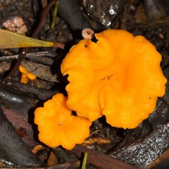 Cantharellus garnierii