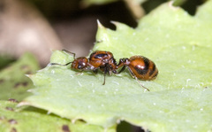 Chelaner antarcticus