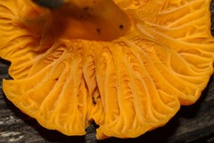 Cantharellus garnierii
