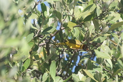 Setophaga petechia bryanti