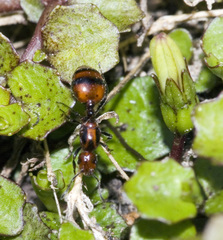 Chelaner antarcticus