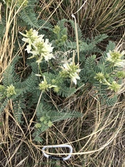 Astragalus drummondii