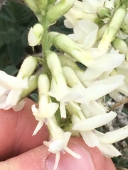 Astragalus drummondii