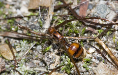 Chelaner antarcticus