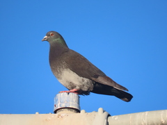 Columba livia domestica