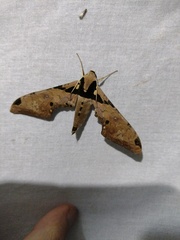 Adhemarius eurysthenes