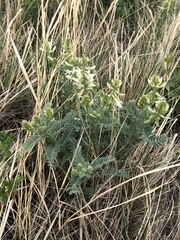 Astragalus drummondii