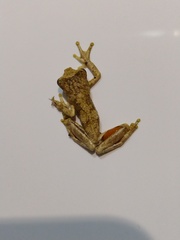 Dendropsophus microps