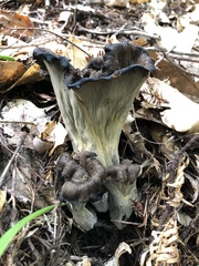 Craterellus calicornucopioides