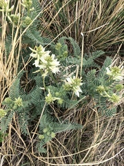 Astragalus drummondii