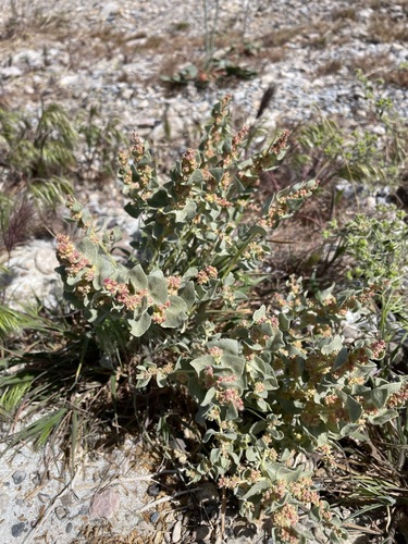 Parry's saltbush (Atriplex parryi)