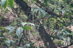 Lycorea halia atergatis