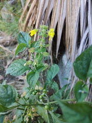 Erythranthe lagunensis