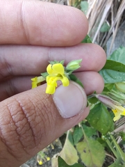 Erythranthe lagunensis