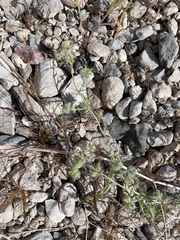 Cryptantha nevadensis
