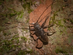 Prosoplus bakewellii