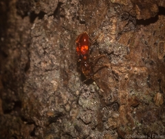 Apteropilo humerofuscus