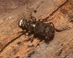 Phaulimia