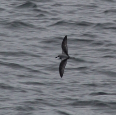 Pterodroma defilippiana