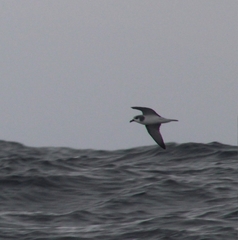 Pterodroma defilippiana