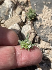 Ipomopsis polycladon