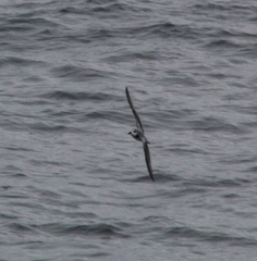 Pterodroma defilippiana