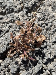 Phacelia rotundifolia