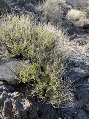 Amphipappus fremontii