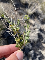 Amphipappus fremontii