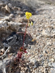 Chylismia munzii