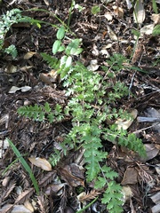 Pedicularis dudleyi