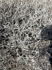 Psorothamnus fremontii