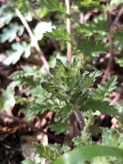 Pedicularis dudleyi