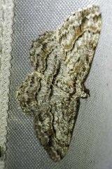 Didymoctenia exsuperata