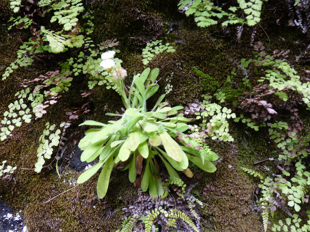 Erigeron stuessyi